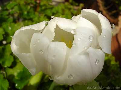 White color Turkish-Ottoman Tulip photo. <i>(Family: Liliaceae, Species: Lilliopsida)</i> <br>Photo Date: April 2011, Location: Turkey/Istanbul, By: Artislamic.com