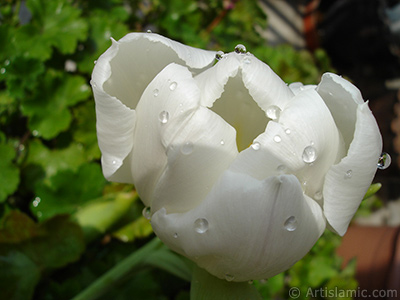 White color Turkish-Ottoman Tulip photo. <i>(Family: Liliaceae, Species: Lilliopsida)</i> <br>Photo Date: April 2011, Location: Turkey/Istanbul, By: Artislamic.com