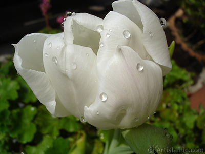 White color Turkish-Ottoman Tulip photo. <i>(Family: Liliaceae, Species: Lilliopsida)</i> <br>Photo Date: April 2011, Location: Turkey/Istanbul, By: Artislamic.com