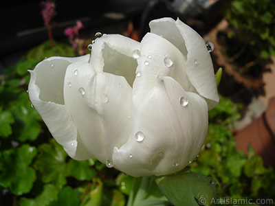 White color Turkish-Ottoman Tulip photo. <i>(Family: Liliaceae, Species: Lilliopsida)</i> <br>Photo Date: April 2011, Location: Turkey/Istanbul, By: Artislamic.com