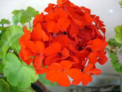 Krmz sardunya iei resmi. <i>(Ailesi: Geraniaceae, Tr: Pelargonium)</i> <br>ekim Tarihi: Eyll 2008, Yer: stanbul-Annemin iekleri, Fotoraf: islamiSanat.net