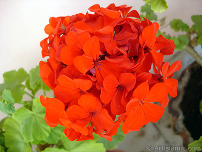 Krmz sardunya iei resmi. <i>(Ailesi: Geraniaceae, Tr: Pelargonium)</i> <br>ekim Tarihi: Eyll 2008, Yer: stanbul-Annemin iekleri, Fotoraf: islamiSanat.net