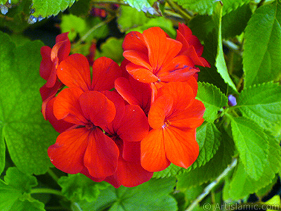 Red Colored Pelargonia -Geranium- flower. <i>(Family: Geraniaceae, Species: Pelargonium)</i> <br>Photo Date: September 2006, Location: Turkey/Istanbul-Mother`s Flowers, By: Artislamic.com