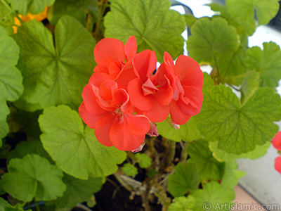 Red Colored Pelargonia -Geranium- flower. <i>(Family: Geraniaceae, Species: Pelargonium)</i> <br>Photo Date: September 2006, Location: Turkey/Istanbul-Mother`s Flowers, By: Artislamic.com