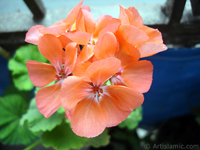 Red Colored Pelargonia -Geranium- flower. <i>(Family: Geraniaceae, Species: Pelargonium)</i> <br>Photo Date: September 2006, Location: Turkey/Istanbul-Mother`s Flowers, By: Artislamic.com