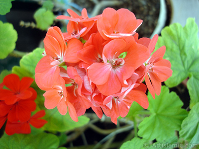 Red Colored Pelargonia -Geranium- flower. <i>(Family: Geraniaceae, Species: Pelargonium)</i> <br>Photo Date: September 2006, Location: Turkey/Istanbul-Mother`s Flowers, By: Artislamic.com