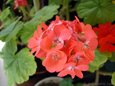 Red Colored Pelargonia -Geranium- flower. <i>(Family: Geraniaceae, Species: Pelargonium)</i> <br>Photo Date: September 2006, Location: Turkey/Istanbul-Mother`s Flowers, By: Artislamic.com