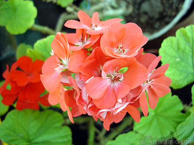 Red Colored Pelargonia -Geranium- flower. <i>(Family: Geraniaceae, Species: Pelargonium)</i> <br>Photo Date: September 2006, Location: Turkey/Istanbul-Mother`s Flowers, By: Artislamic.com