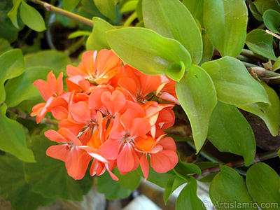 Red Colored Pelargonia -Geranium- flower. <i>(Family: Geraniaceae, Species: Pelargonium)</i> <br>Photo Date: September 2006, Location: Turkey/Istanbul-Mother`s Flowers, By: Artislamic.com