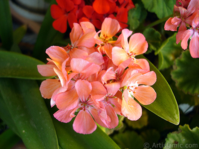 Red Colored Pelargonia -Geranium- flower. <i>(Family: Geraniaceae, Species: Pelargonium)</i> <br>Photo Date: September 2006, Location: Turkey/Istanbul-Mother`s Flowers, By: Artislamic.com