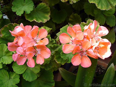 Red Colored Pelargonia -Geranium- flower. <i>(Family: Geraniaceae, Species: Pelargonium)</i> <br>Photo Date: August 2006, Location: Turkey/Istanbul-Mother`s Flowers, By: Artislamic.com