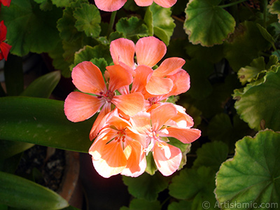 Red Colored Pelargonia -Geranium- flower. <i>(Family: Geraniaceae, Species: Pelargonium)</i> <br>Photo Date: August 2006, Location: Turkey/Istanbul-Mother`s Flowers, By: Artislamic.com