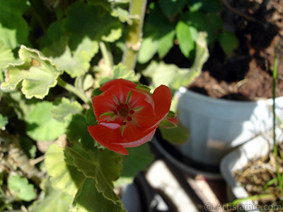 Red Colored Pelargonia -Geranium- flower. <i>(Family: Geraniaceae, Species: Pelargonium)</i> <br>Photo Date: August 2006, Location: Turkey/Istanbul-Mother`s Flowers, By: Artislamic.com