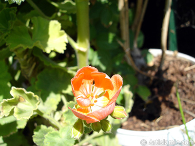 Krmz sardunya iei resmi. <i>(Ailesi: Geraniaceae, Tr: Pelargonium)</i> <br>ekim Tarihi: Austos 2006, Yer: stanbul-Annemin iekleri, Fotoraf: islamiSanat.net