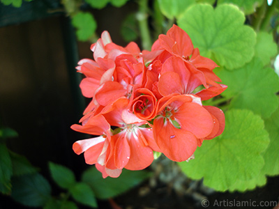 Red Colored Pelargonia -Geranium- flower. <i>(Family: Geraniaceae, Species: Pelargonium)</i> <br>Photo Date: August 2006, Location: Turkey/Istanbul-Mother`s Flowers, By: Artislamic.com