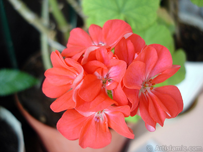 Krmz sardunya iei resmi. <i>(Ailesi: Geraniaceae, Tr: Pelargonium)</i> <br>ekim Tarihi: Austos 2006, Yer: stanbul-Annemin iekleri, Fotoraf: islamiSanat.net