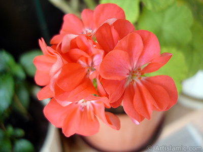 Red Colored Pelargonia -Geranium- flower. <i>(Family: Geraniaceae, Species: Pelargonium)</i> <br>Photo Date: August 2006, Location: Turkey/Istanbul-Mother`s Flowers, By: Artislamic.com