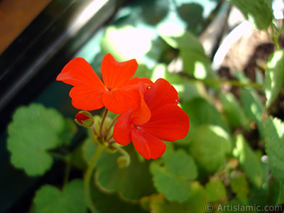 Krmz sardunya iei resmi. <i>(Ailesi: Geraniaceae, Tr: Pelargonium)</i> <br>ekim Tarihi: Austos 2006, Yer: stanbul-Annemin iekleri, Fotoraf: islamiSanat.net