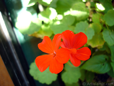 Red Colored Pelargonia -Geranium- flower. <i>(Family: Geraniaceae, Species: Pelargonium)</i> <br>Photo Date: August 2006, Location: Turkey/Istanbul-Mother`s Flowers, By: Artislamic.com