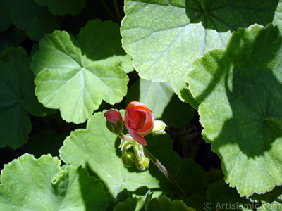 Krmz sardunya iei resmi. <i>(Ailesi: Geraniaceae, Tr: Pelargonium)</i> <br>ekim Tarihi: Austos 2006, Yer: stanbul-Annemin iekleri, Fotoraf: islamiSanat.net