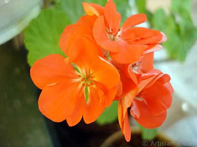 Krmz sardunya iei resmi. <i>(Ailesi: Geraniaceae, Tr: Pelargonium)</i> <br>ekim Tarihi: Temmuz 2006, Yer: stanbul-Annemin iekleri, Fotoraf: islamiSanat.net