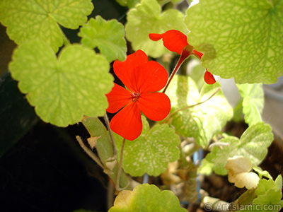 Krmz sardunya iei resmi. <i>(Ailesi: Geraniaceae, Tr: Pelargonium)</i> <br>ekim Tarihi: Temmuz 2006, Yer: stanbul-Annemin iekleri, Fotoraf: islamiSanat.net