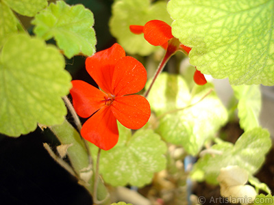 Krmz sardunya iei resmi. <i>(Ailesi: Geraniaceae, Tr: Pelargonium)</i> <br>ekim Tarihi: Temmuz 2006, Yer: stanbul-Annemin iekleri, Fotoraf: islamiSanat.net