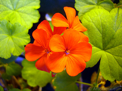 Red Colored Pelargonia -Geranium- flower. <i>(Family: Geraniaceae, Species: Pelargonium)</i> <br>Photo Date: June 2006, Location: Turkey/Istanbul-Mother`s Flowers, By: Artislamic.com