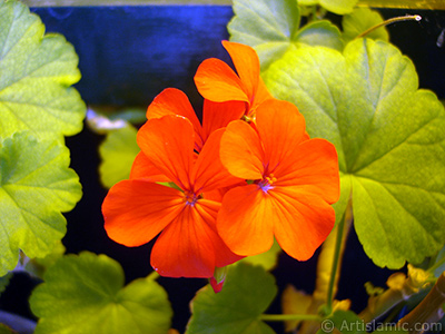 Red Colored Pelargonia -Geranium- flower. <i>(Family: Geraniaceae, Species: Pelargonium)</i> <br>Photo Date: June 2006, Location: Turkey/Istanbul-Mother`s Flowers, By: Artislamic.com