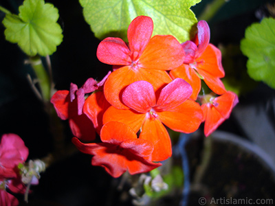 Red Colored Pelargonia -Geranium- flower. <i>(Family: Geraniaceae, Species: Pelargonium)</i> <br>Photo Date: June 2006, Location: Turkey/Istanbul-Mother`s Flowers, By: Artislamic.com