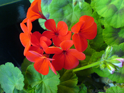 Krmz sardunya iei resmi. <i>(Ailesi: Geraniaceae, Tr: Pelargonium)</i> <br>ekim Tarihi: Mays 2008, Yer: stanbul-Annemin iekleri, Fotoraf: islamiSanat.net