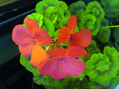 Red Colored Pelargonia -Geranium- flower. <i>(Family: Geraniaceae, Species: Pelargonium)</i> <br>Photo Date: May 2008, Location: Turkey/Istanbul-Mother`s Flowers, By: Artislamic.com