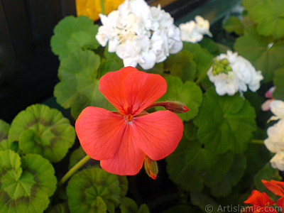 Krmz sardunya iei resmi. <i>(Ailesi: Geraniaceae, Tr: Pelargonium)</i> <br>ekim Tarihi: Mays 2008, Yer: stanbul-Annemin iekleri, Fotoraf: islamiSanat.net