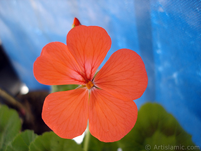 Red Colored Pelargonia -Geranium- flower. <i>(Family: Geraniaceae, Species: Pelargonium)</i> <br>Photo Date: May 2006, Location: Turkey/Istanbul, By: Artislamic.com