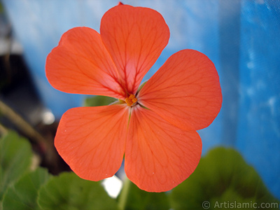 Red Colored Pelargonia -Geranium- flower. <i>(Family: Geraniaceae, Species: Pelargonium)</i> <br>Photo Date: May 2006, Location: Turkey/Istanbul, By: Artislamic.com