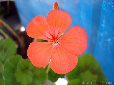 Red Colored Pelargonia -Geranium- flower. <i>(Family: Geraniaceae, Species: Pelargonium)</i> <br>Photo Date: May 2006, Location: Turkey/Istanbul, By: Artislamic.com