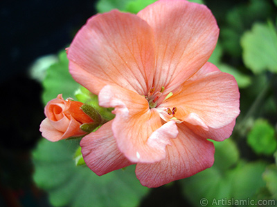 Red Colored Pelargonia -Geranium- flower. <i>(Family: Geraniaceae, Species: Pelargonium)</i> <br>Photo Date: May 2006, Location: Turkey/Istanbul, By: Artislamic.com