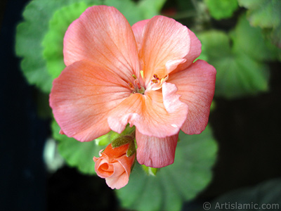 Red Colored Pelargonia -Geranium- flower. <i>(Family: Geraniaceae, Species: Pelargonium)</i> <br>Photo Date: May 2006, Location: Turkey/Istanbul, By: Artislamic.com