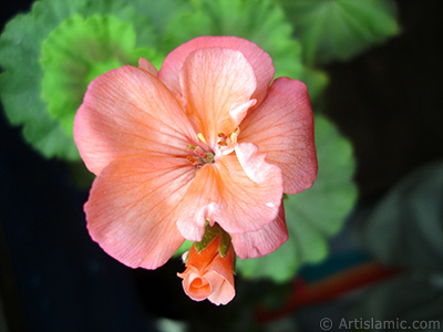 Red Colored Pelargonia -Geranium- flower. <i>(Family: Geraniaceae, Species: Pelargonium)</i> <br>Photo Date: May 2006, Location: Turkey/Istanbul, By: Artislamic.com