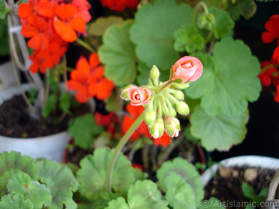 Red Colored Pelargonia -Geranium- flower. <i>(Family: Geraniaceae, Species: Pelargonium)</i> <br>Photo Date: May 2006, Location: Turkey/Istanbul-Mother`s Flowers, By: Artislamic.com
