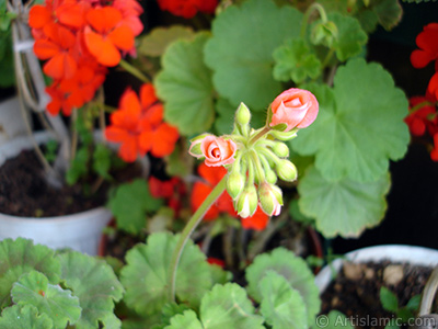 Krmz sardunya iei resmi. <i>(Ailesi: Geraniaceae, Tr: Pelargonium)</i> <br>ekim Tarihi: Mays 2006, Yer: stanbul-Annemin iekleri, Fotoraf: islamiSanat.net