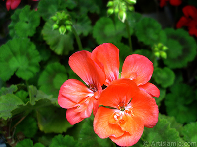 Krmz sardunya iei resmi. <i>(Ailesi: Geraniaceae, Tr: Pelargonium)</i> <br>ekim Tarihi: Mays 2006, Yer: stanbul-Annemin iekleri, Fotoraf: islamiSanat.net