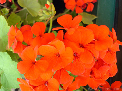 Krmz sardunya iei resmi. <i>(Ailesi: Geraniaceae, Tr: Pelargonium)</i> <br>ekim Tarihi: Mays 2006, Yer: stanbul-Annemin iekleri, Fotoraf: islamiSanat.net