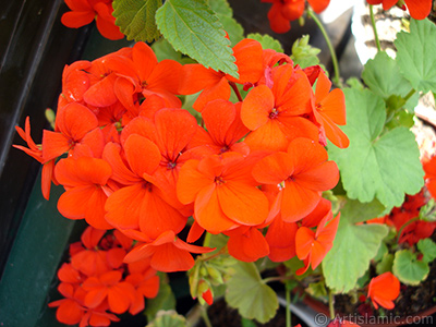 Krmz sardunya iei resmi. <i>(Ailesi: Geraniaceae, Tr: Pelargonium)</i> <br>ekim Tarihi: Mays 2006, Yer: stanbul-Annemin iekleri, Fotoraf: islamiSanat.net