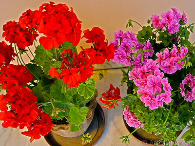 Red Colored Pelargonia -Geranium- flower. <i>(Family: Geraniaceae, Species: Pelargonium)</i> <br>Photo Date: May 2006, Location: Turkey/Istanbul-Mother`s Flowers, By: Artislamic.com