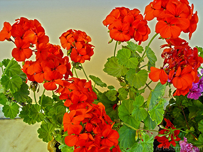 Red Colored Pelargonia -Geranium- flower. <i>(Family: Geraniaceae, Species: Pelargonium)</i> <br>Photo Date: May 2006, Location: Turkey/Istanbul-Mother`s Flowers, By: Artislamic.com