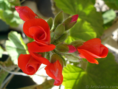 Red Colored Pelargonia -Geranium- flower. <i>(Family: Geraniaceae, Species: Pelargonium)</i> <br>Photo Date: March 2006, Location: Turkey/Istanbul-Mother`s Flowers, By: Artislamic.com