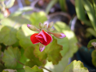 Red Colored Pelargonia -Geranium- flower. <i>(Family: Geraniaceae, Species: Pelargonium)</i> <br>Photo Date: February 2006, Location: Turkey/Istanbul-Mother`s Flowers, By: Artislamic.com