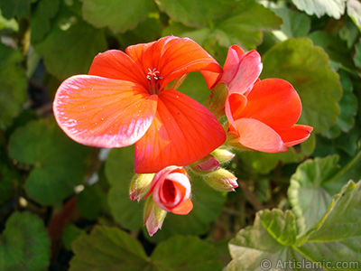 Red Colored Pelargonia -Geranium- flower. <i>(Family: Geraniaceae, Species: Pelargonium)</i> <br>Photo Date: February 2006, Location: Turkey/Istanbul-Mother`s Flowers, By: Artislamic.com