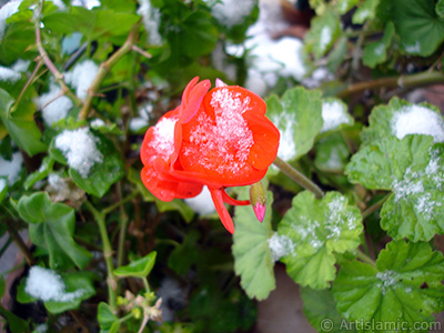 Red Colored Pelargonia -Geranium- flower. <i>(Family: Geraniaceae, Species: Pelargonium)</i> <br>Photo Date: January 2006, Location: Turkey/Istanbul-Mother`s Flowers, By: Artislamic.com